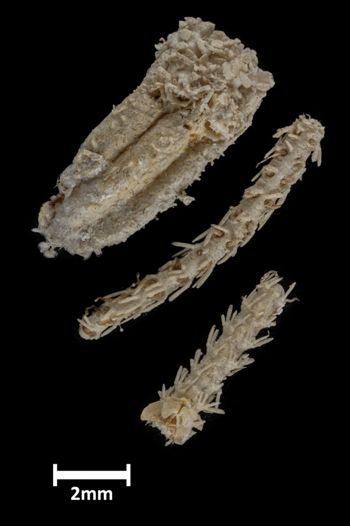 Media type: image;   Invertebrate Zoology OPH-2178 Description: View of material of one ophiuroid specimen with a scale bar.;  Aspect: view1